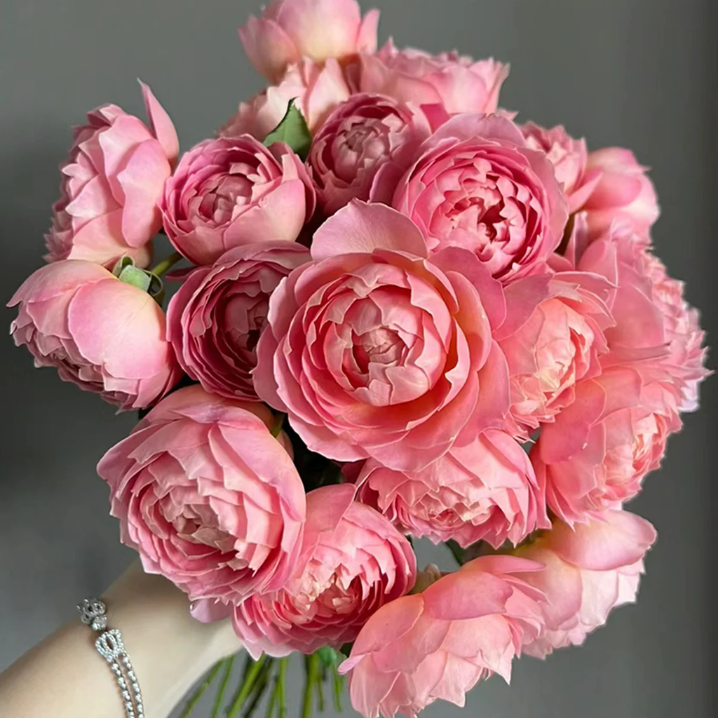 AUShunter | English Garden Shrub Rose | Strong fruity fragrance | Large bloom | Own root
