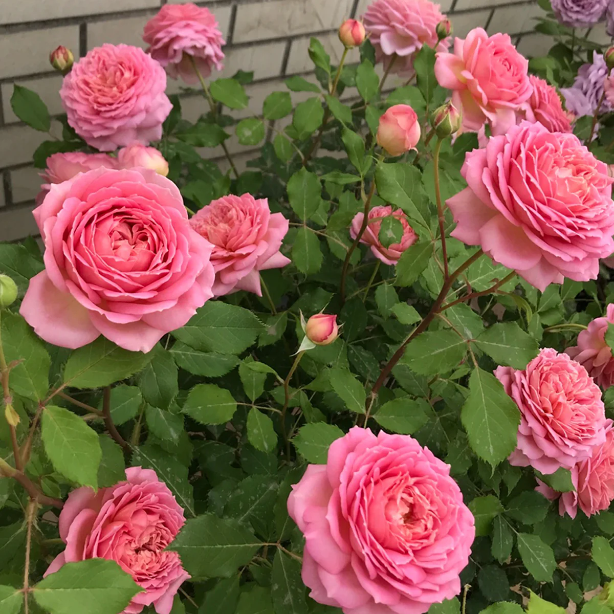 AUShunter | English Garden Shrub Rose | Strong fruity fragrance | Large bloom | Own root