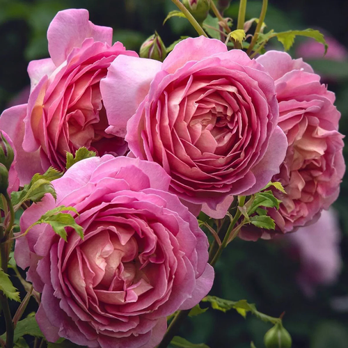AUShunter | English Garden Shrub Rose | Strong fruity fragrance | Large bloom | Own root