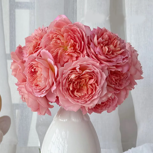 AUShunter | English Garden Shrub Rose | Strong fruity fragrance | Large bloom | Own root