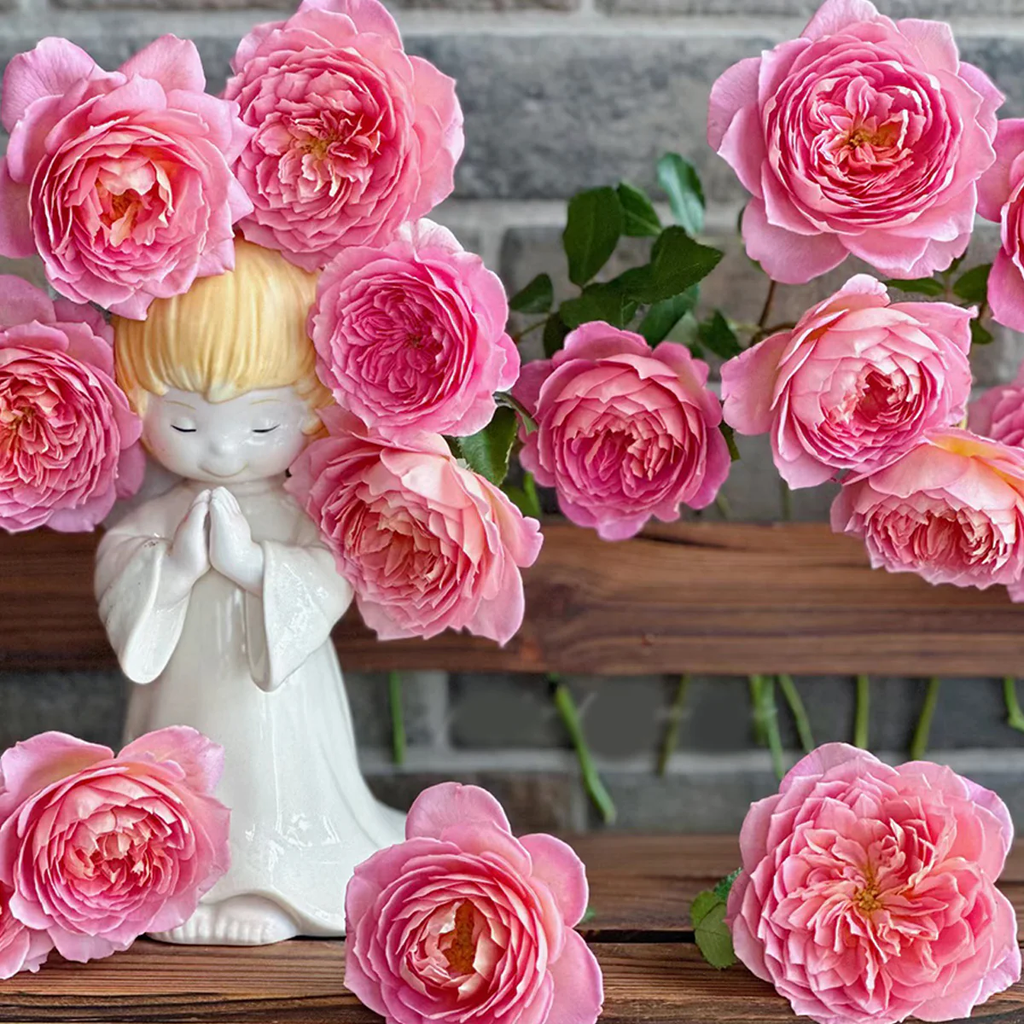 AUShunter | English Garden Shrub Rose | Strong fruity fragrance | Large bloom | Own root
