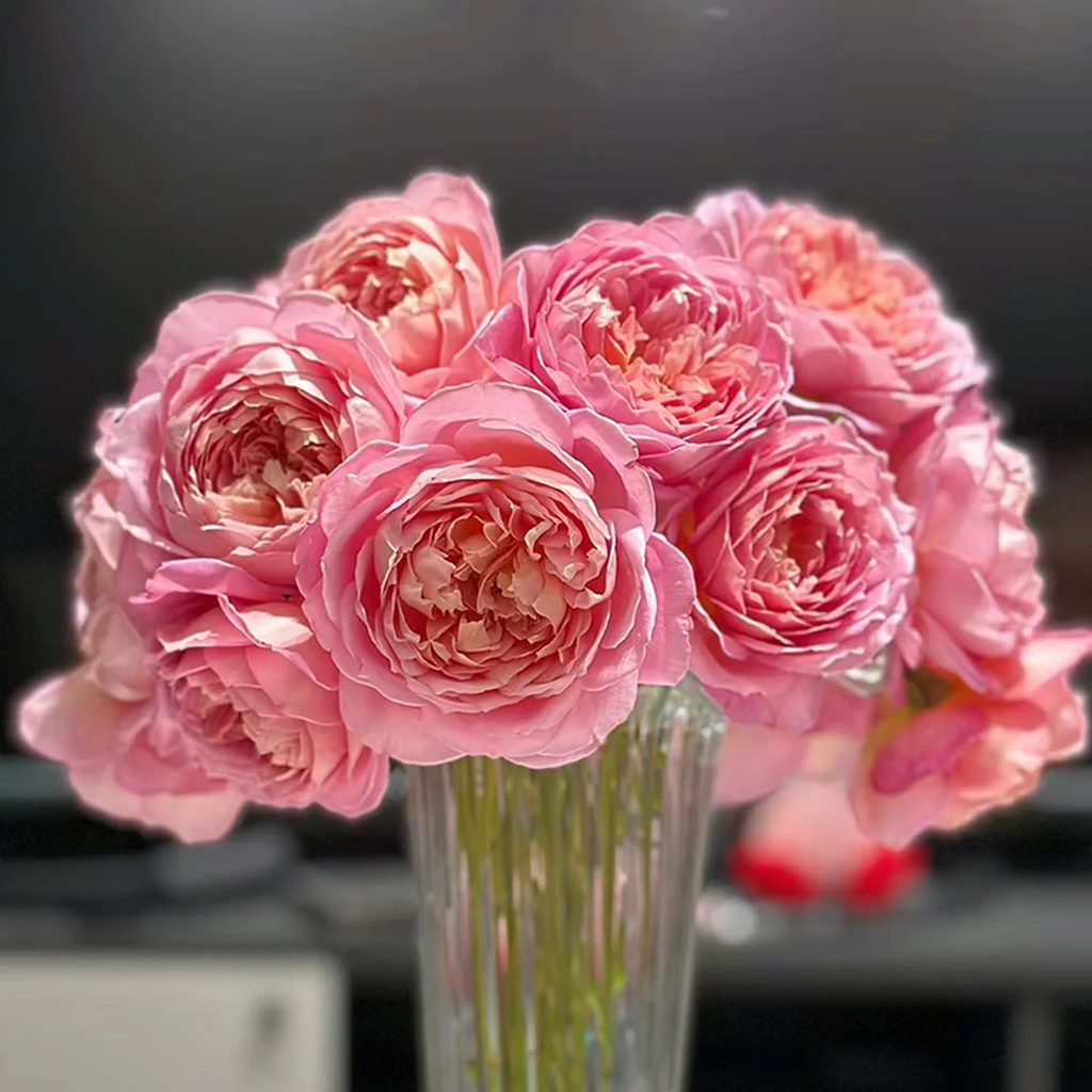 AUShunter | English Garden Shrub Rose | Strong fruity fragrance | Large bloom | Own root