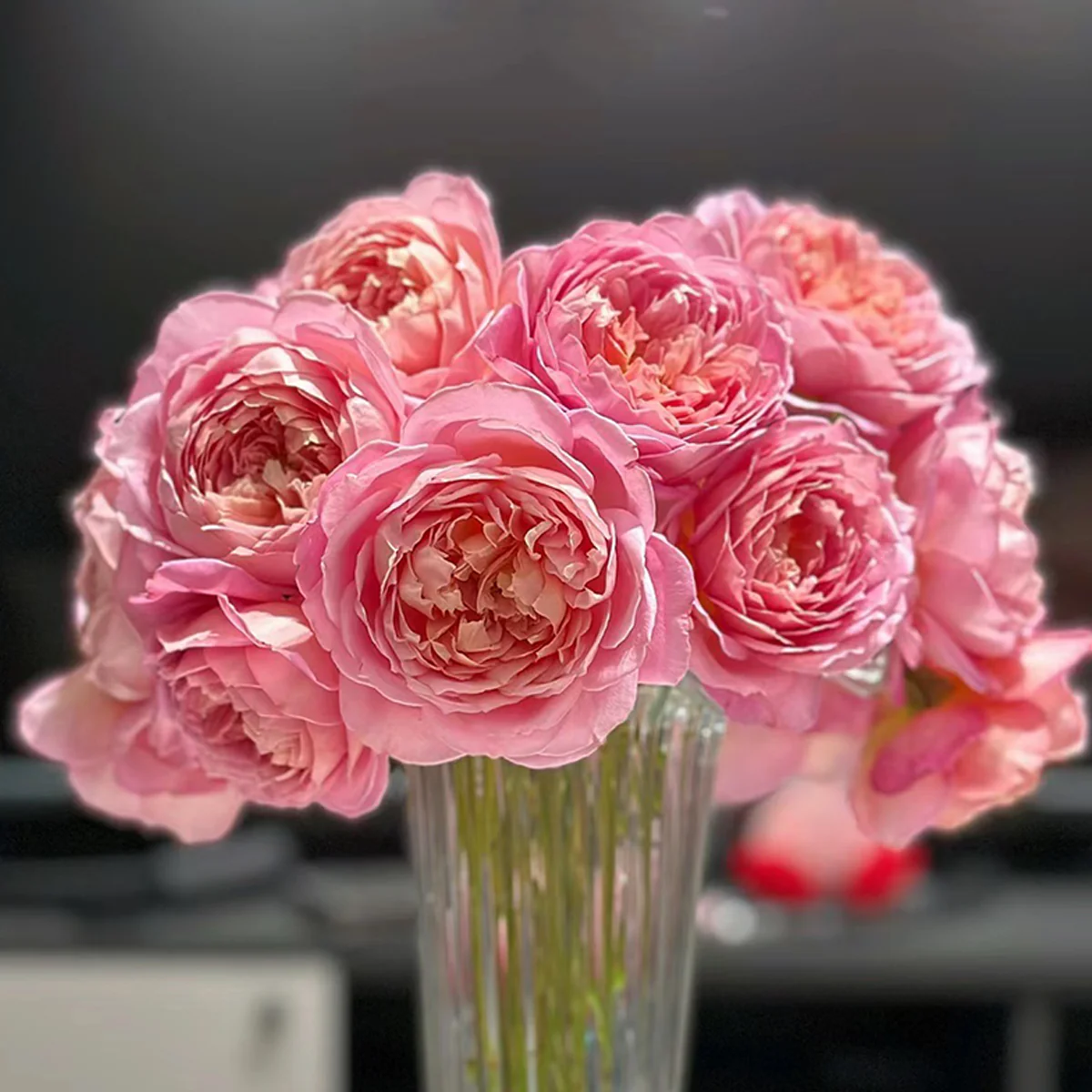 AUShunter | English Garden Shrub Rose | Strong fruity fragrance | Large bloom | Own root