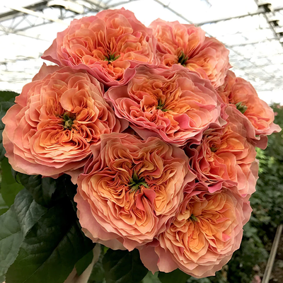 Kensington Gardens | Netherlands Florist Shrub Rose | Ruffled orange blooms | Green heart center | Own root