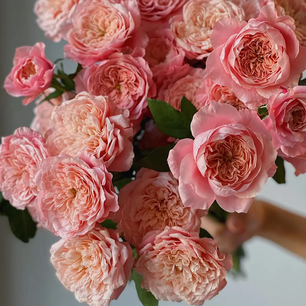 Mikoto | Japanese Florist Shrub Rose | Peach-pink cup blooms | Damask-fruity fragrance | Own root