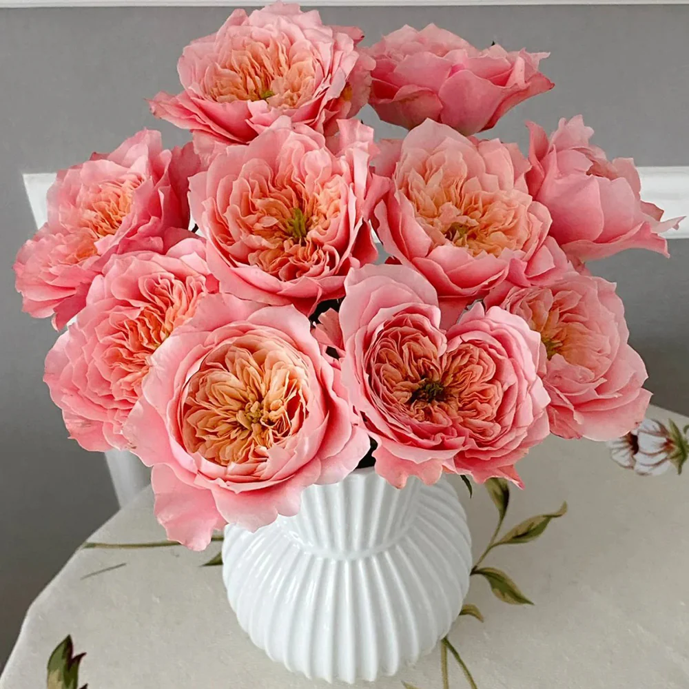 Mikoto | Japanese Florist Shrub Rose | Peach-pink cup blooms | Damask-fruity fragrance | Own root