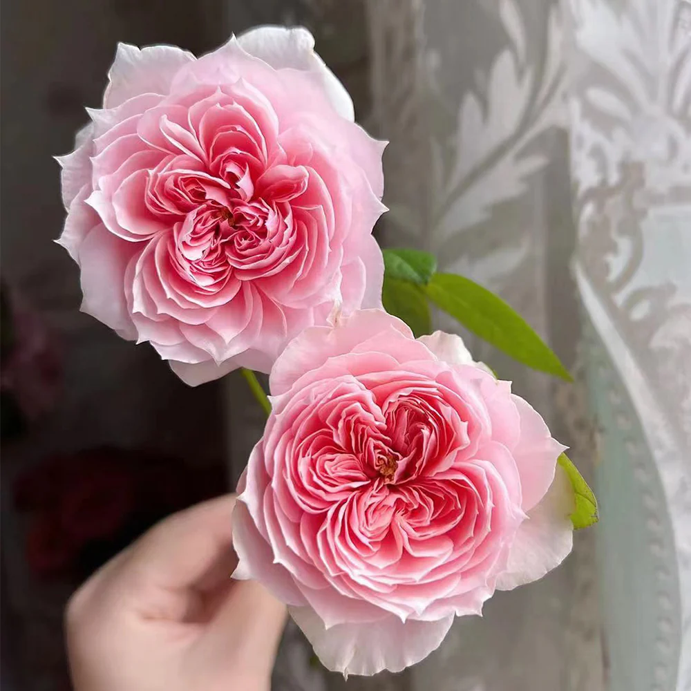 Mikoto | Japanese Florist Shrub Rose | Peach-pink cup blooms | Damask-fruity fragrance | Own root