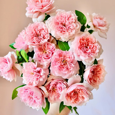 Mikoto | Japanese Florist Shrub Rose | Peach-pink cup blooms | Damask-fruity fragrance | Own root
