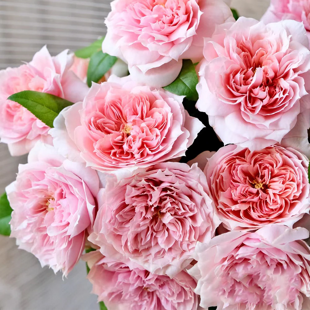 Mikoto | Japanese Florist Shrub Rose | Peach-pink cup blooms | Damask-fruity fragrance | Own root