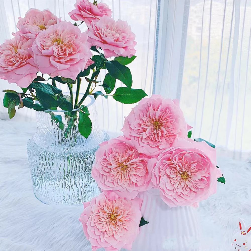 Mikoto | Japanese Florist Shrub Rose | Peach-pink cup blooms | Damask-fruity fragrance | Own root