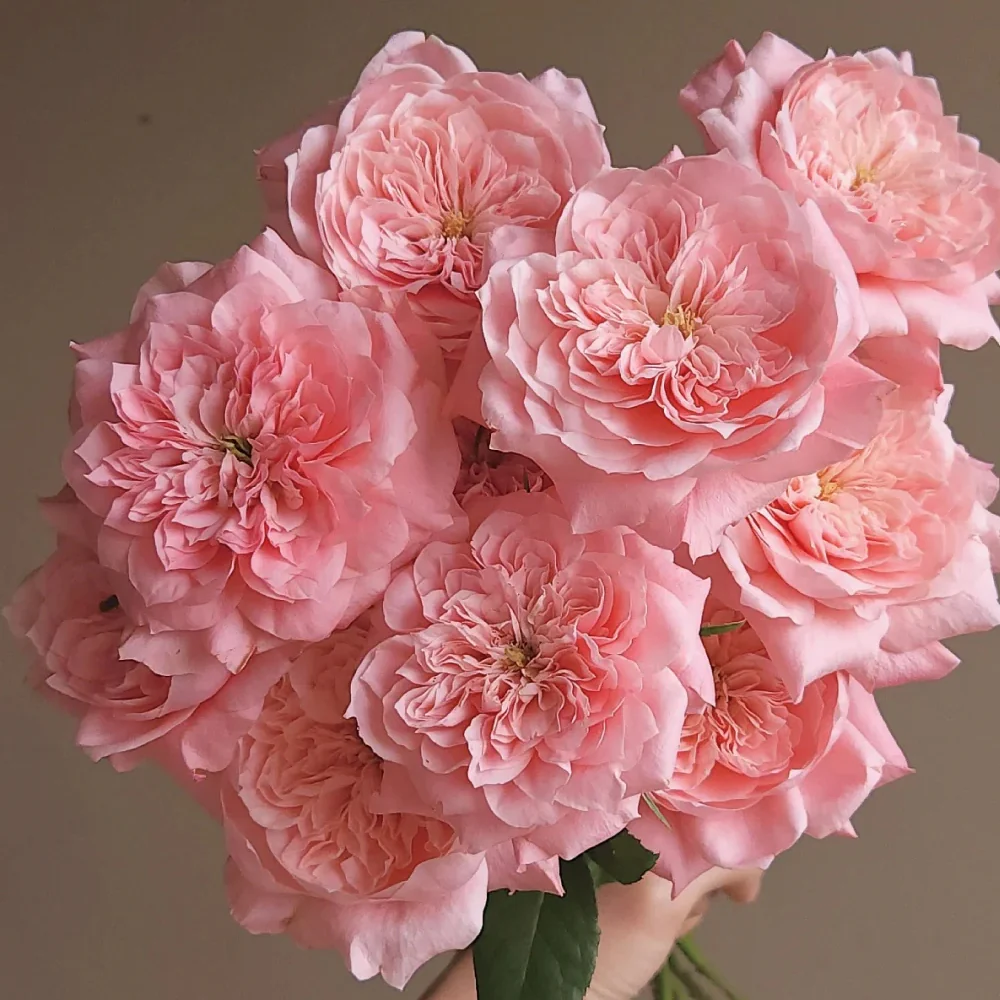 Mikoto | Japanese Florist Shrub Rose | Peach-pink cup blooms | Damask-fruity fragrance | Own root