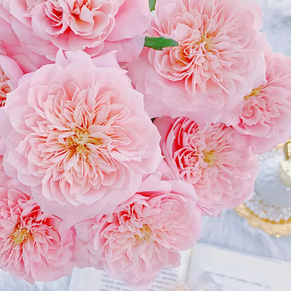 Mikoto | Japanese Florist Shrub Rose | Peach-pink cup blooms | Damask-fruity fragrance | Own root