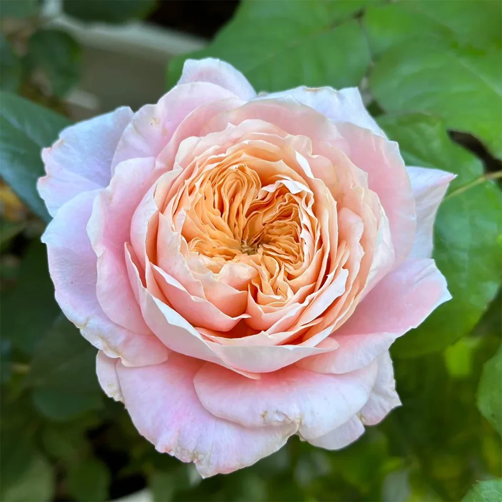 Mikoto | Japanese Florist Shrub Rose | Peach-pink cup blooms | Damask-fruity fragrance | Own root