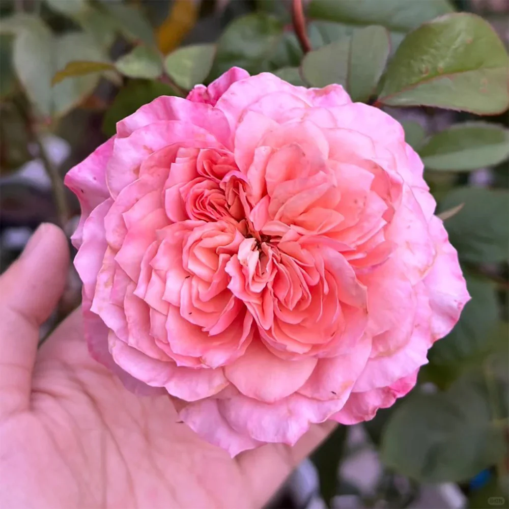 Mikoto | Japanese Florist Shrub Rose | Peach-pink cup blooms | Damask-fruity fragrance | Own root