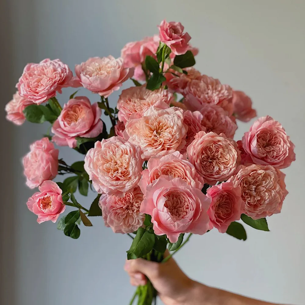 Mikoto | Japanese Florist Shrub Rose | Peach-pink cup blooms | Damask-fruity fragrance | Own root