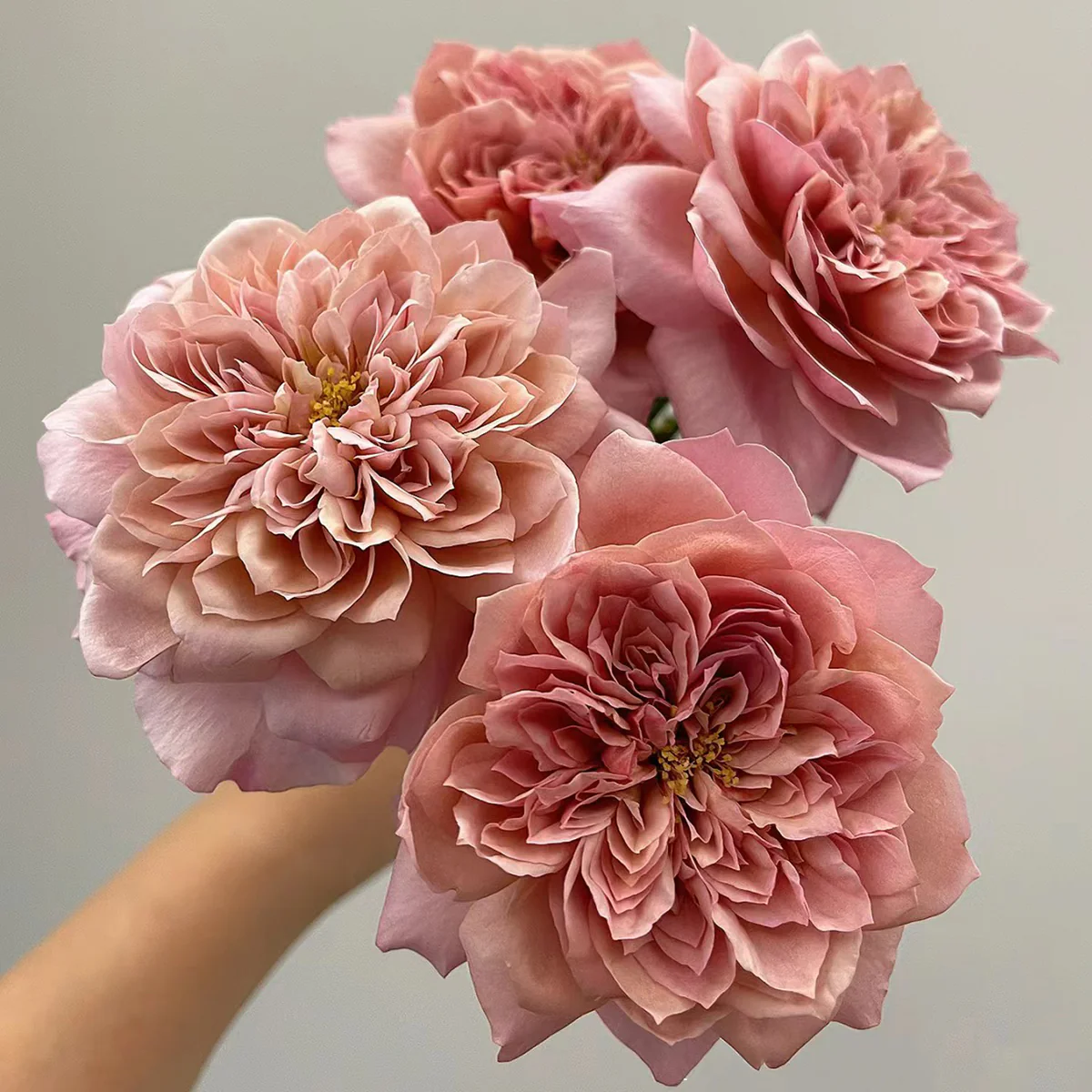 Miyabi Cha | Miyabi Brown | Japanese Florist Shrub Rose | Beige-apricot tones | Elegant form | Own root