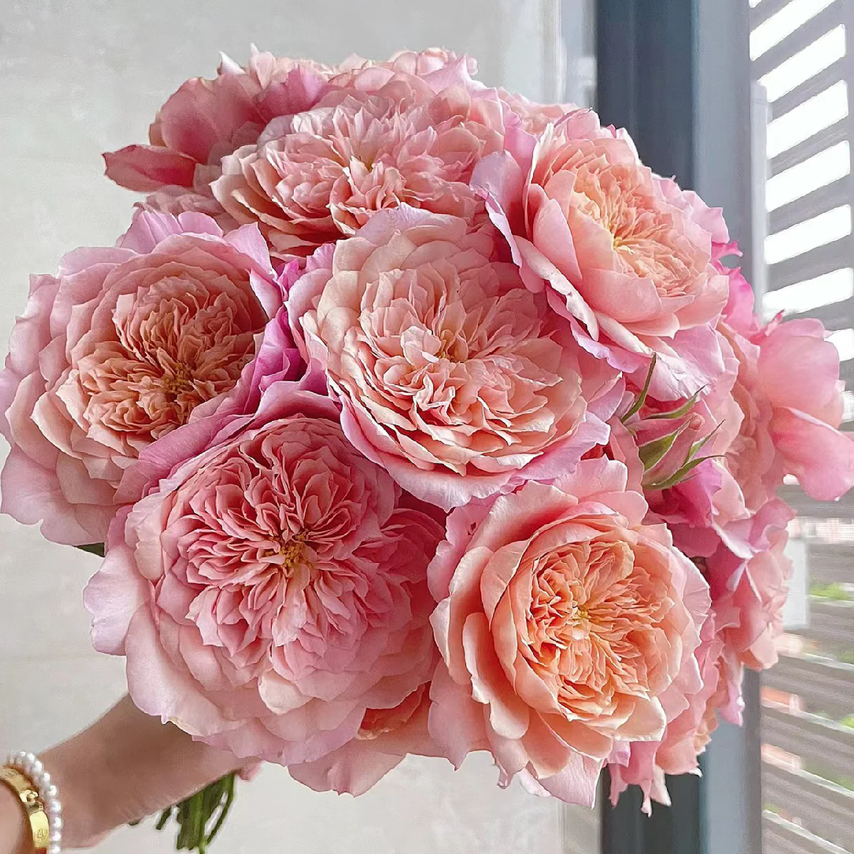 Miyabi Cha | Miyabi Brown | Japanese Florist Shrub Rose | Beige-apricot tones | Elegant form | Own root