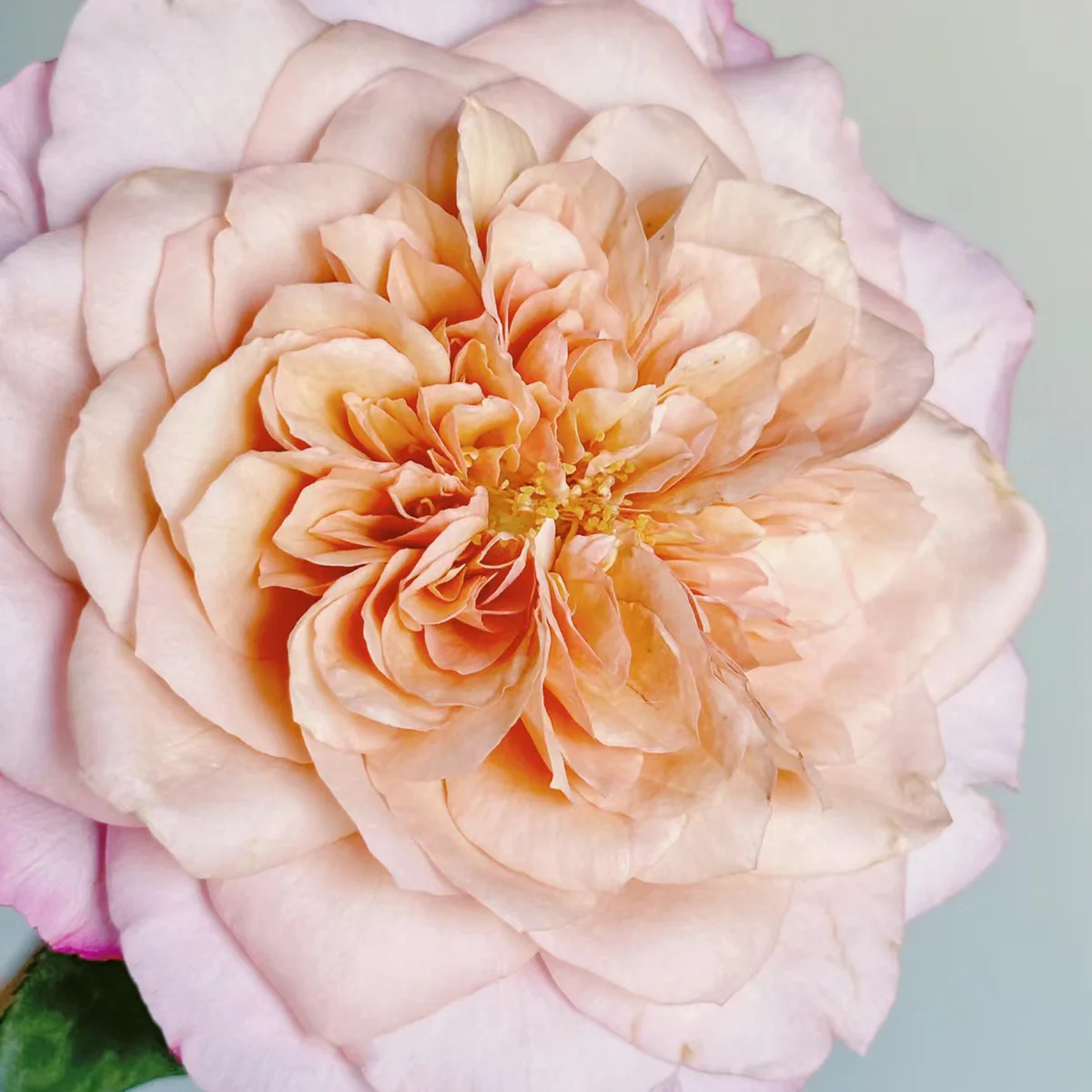 Miyabi Cha | Miyabi Brown | Japanese Florist Shrub Rose | Beige-apricot tones | Elegant form | Own root