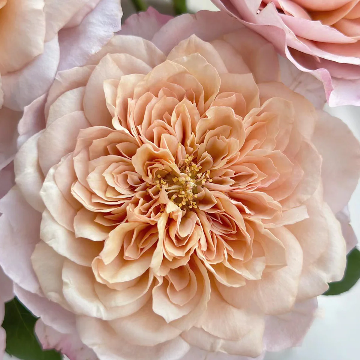 Miyabi Cha | Miyabi Brown | Japanese Florist Shrub Rose | Beige-apricot tones | Elegant form | Own root