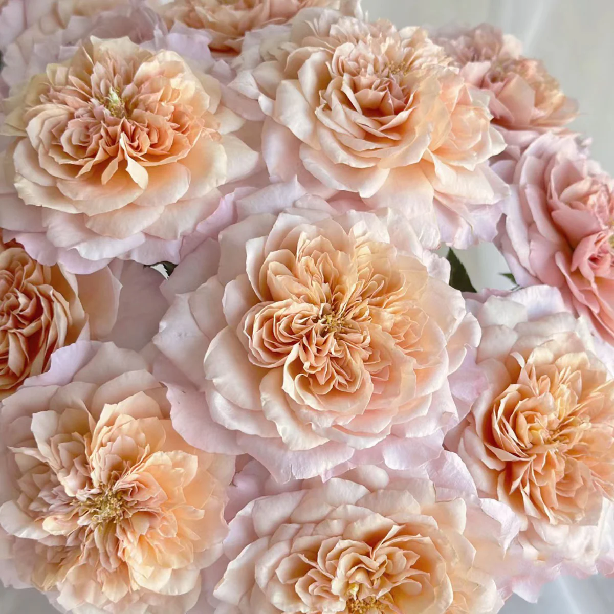 Miyabi Cha | Miyabi Brown | Japanese Florist Shrub Rose | Beige-apricot tones | Elegant form | Own root