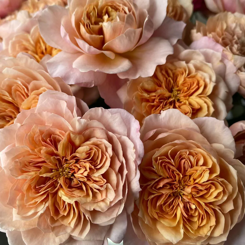Florist Rose collection, Miyabi Cha | Miyabi Brown | Japanese Florist Shrub Rose | Beige-apricot tones | Elegant form | Own root