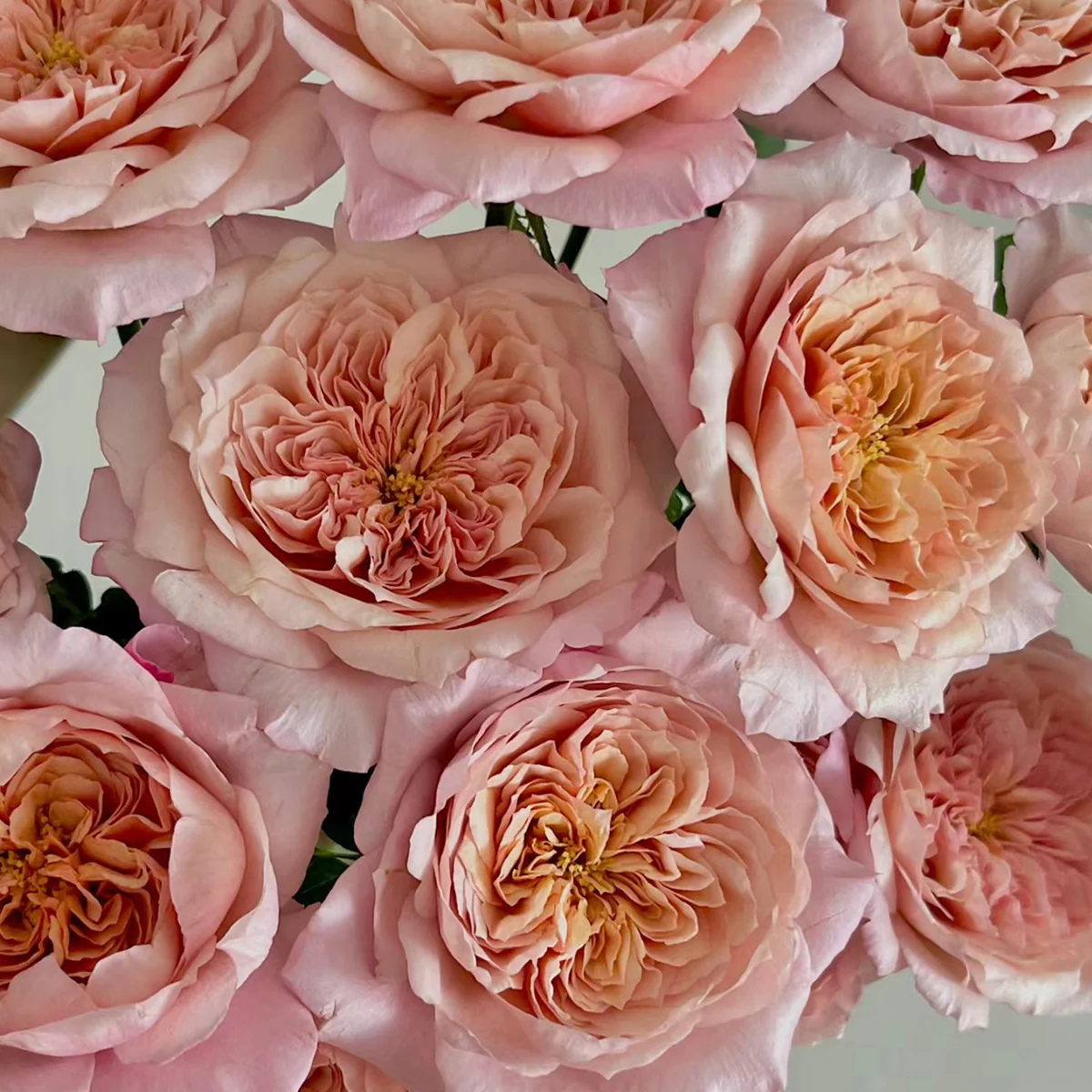 Miyabi Cha | Miyabi Brown | Japanese Florist Shrub Rose | Beige-apricot tones | Elegant form | Own root