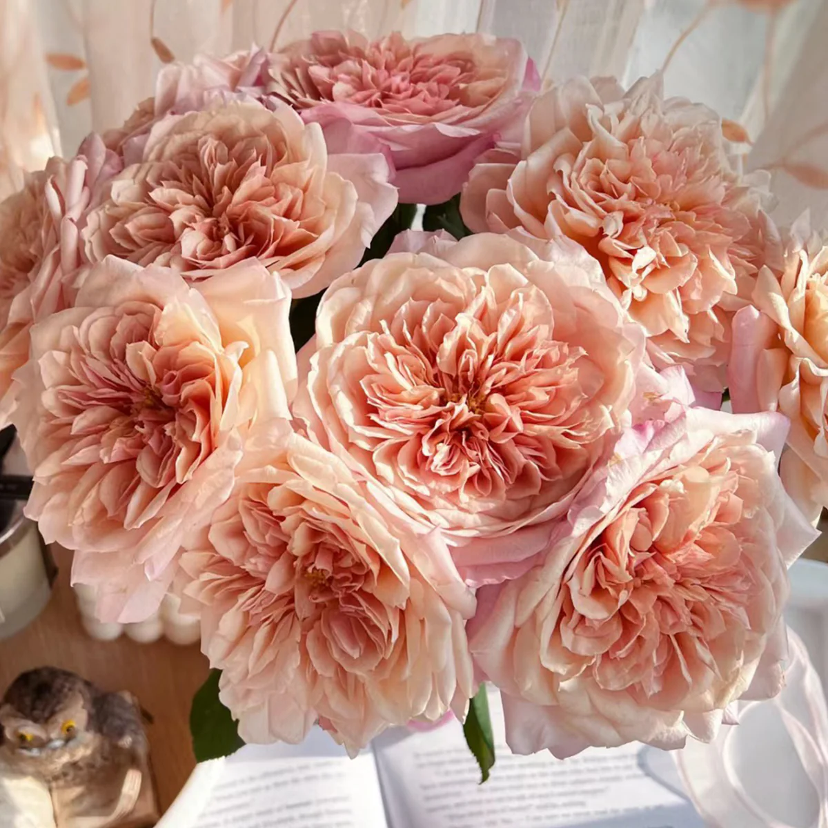 Miyabi Cha | Miyabi Brown | Japanese Florist Shrub Rose | Beige-apricot tones | Elegant form | Own root
