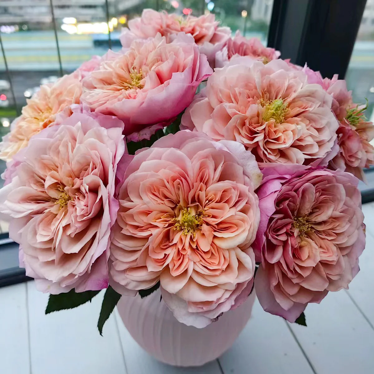 Miyabi Cha | Miyabi Brown | Japanese Florist Shrub Rose | Beige-apricot tones | Elegant form | Own root