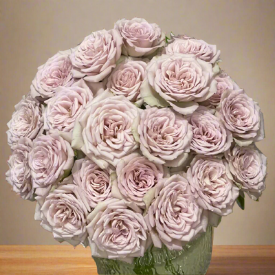 Notre Dame – Pink-Purple Dutch Florist Rose (Own Root)