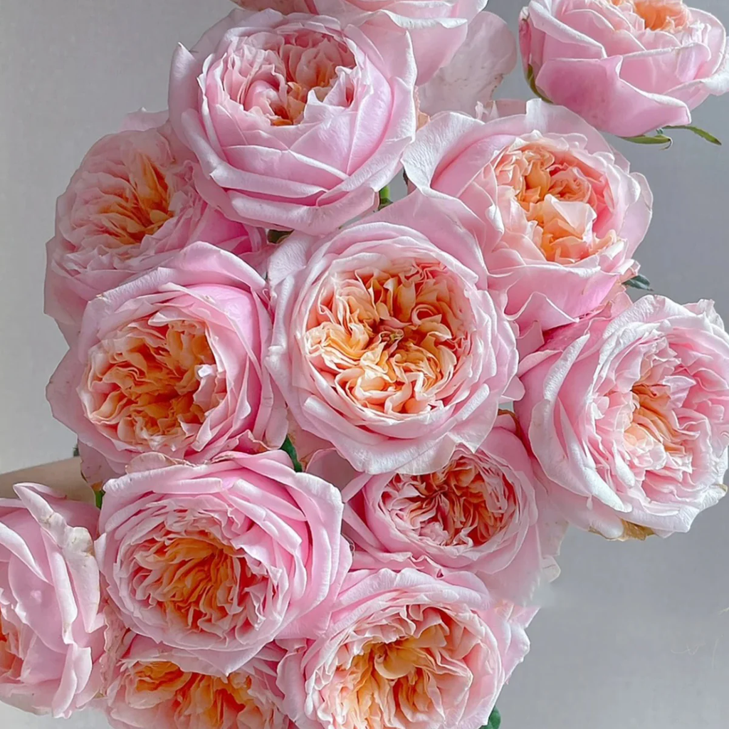 Notting Hill | Netherlands Florist Shrub Rose | Peach-pink cupped blooms | Long vase life | Own root