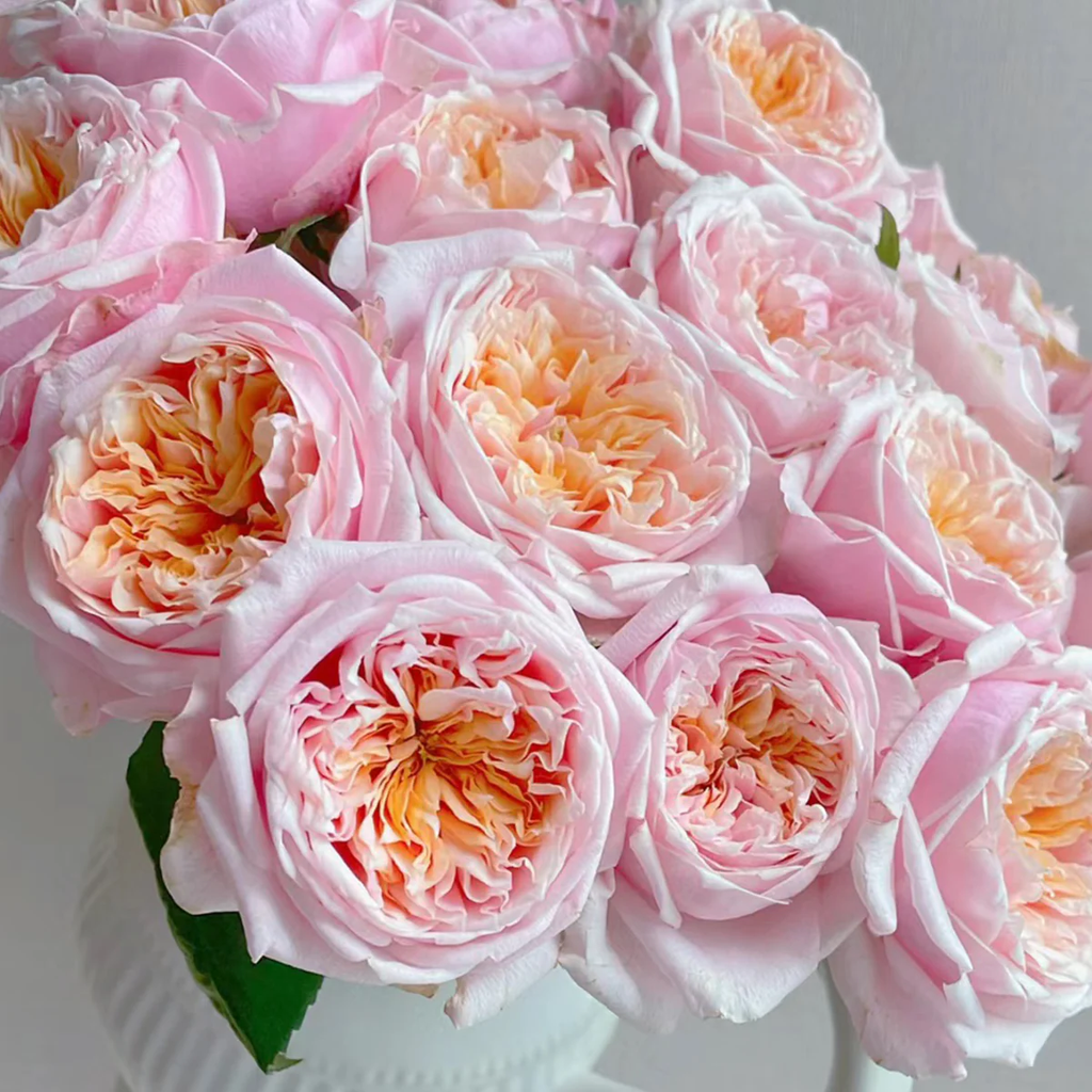 Notting Hill | Netherlands Florist Shrub Rose | Peach-pink cupped blooms | Long vase life | Own root