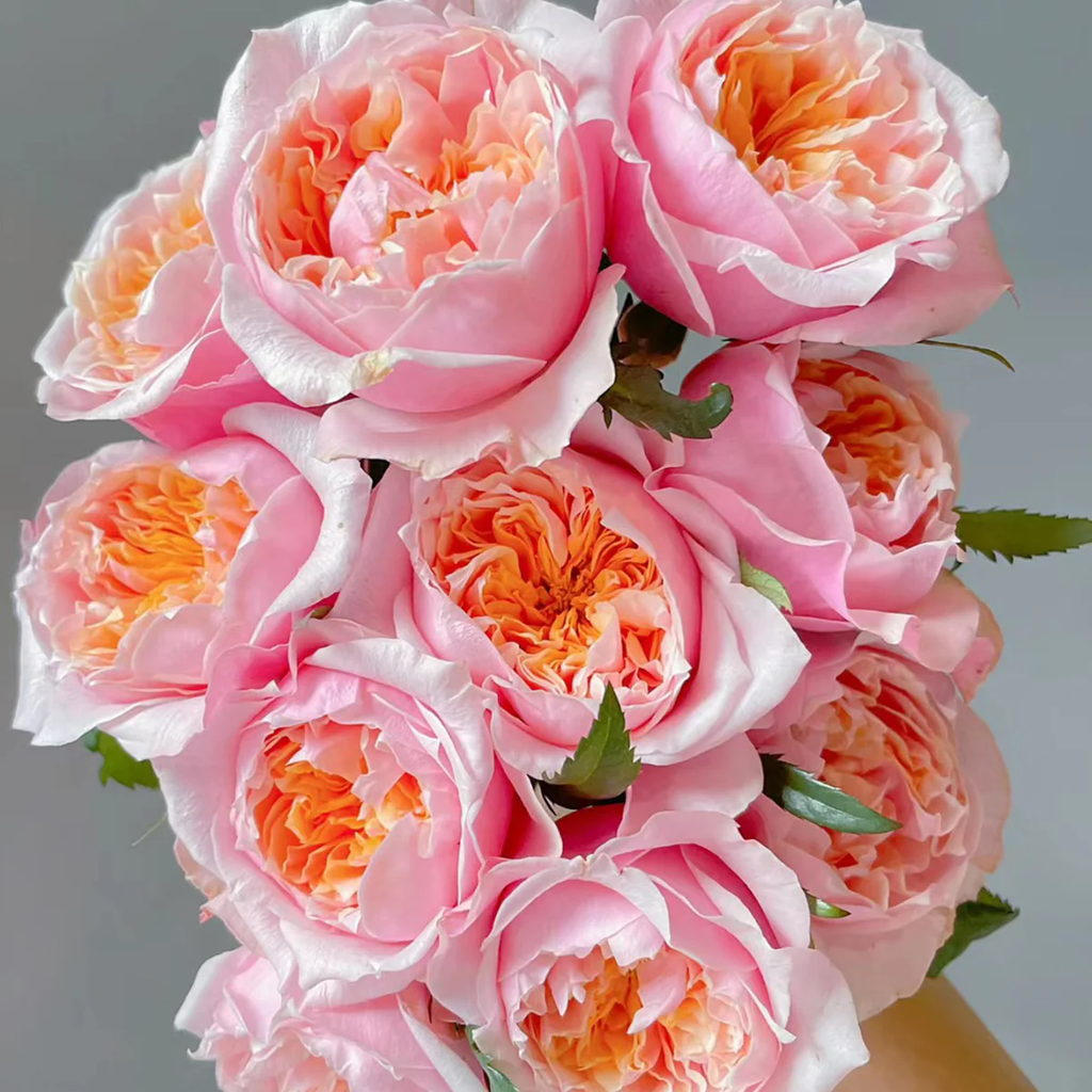 Notting Hill | Netherlands Florist Shrub Rose | Peach-pink cupped blooms | Long vase life | Own root