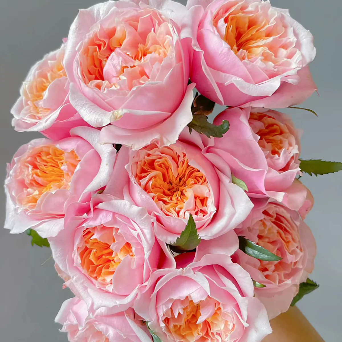 Notting Hill | Netherlands Florist Shrub Rose | Peach-pink cupped blooms | Long vase life | Own root
