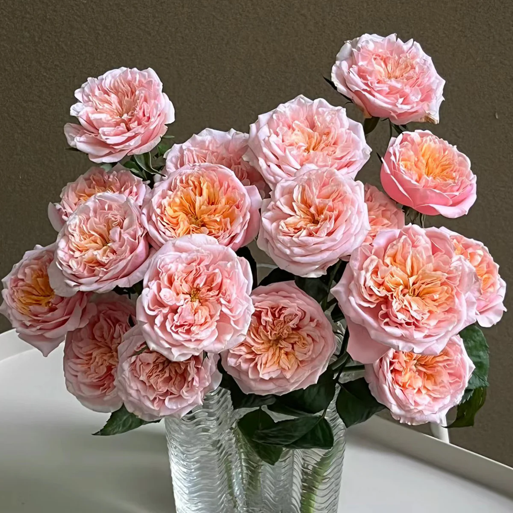 Notting Hill | Netherlands Florist Shrub Rose | Peach-pink cupped blooms | Long vase life | Own root