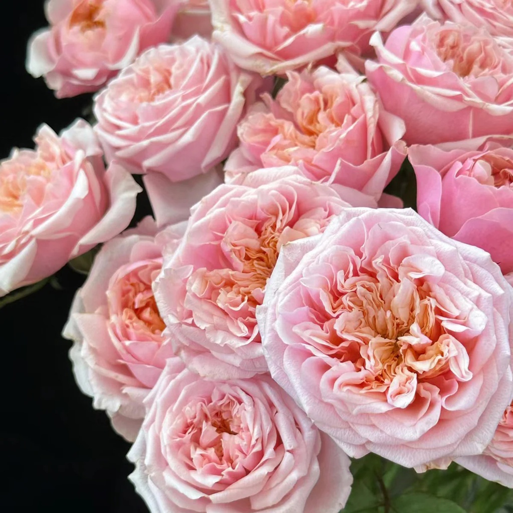 Notting Hill | Netherlands Florist Shrub Rose | Peach-pink cupped blooms | Long vase life | Own root