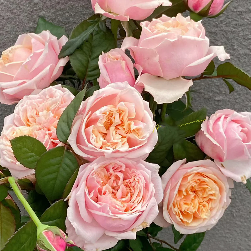 Notting Hill | Netherlands Florist Shrub Rose | Peach-pink cupped blooms | Long vase life | Own root