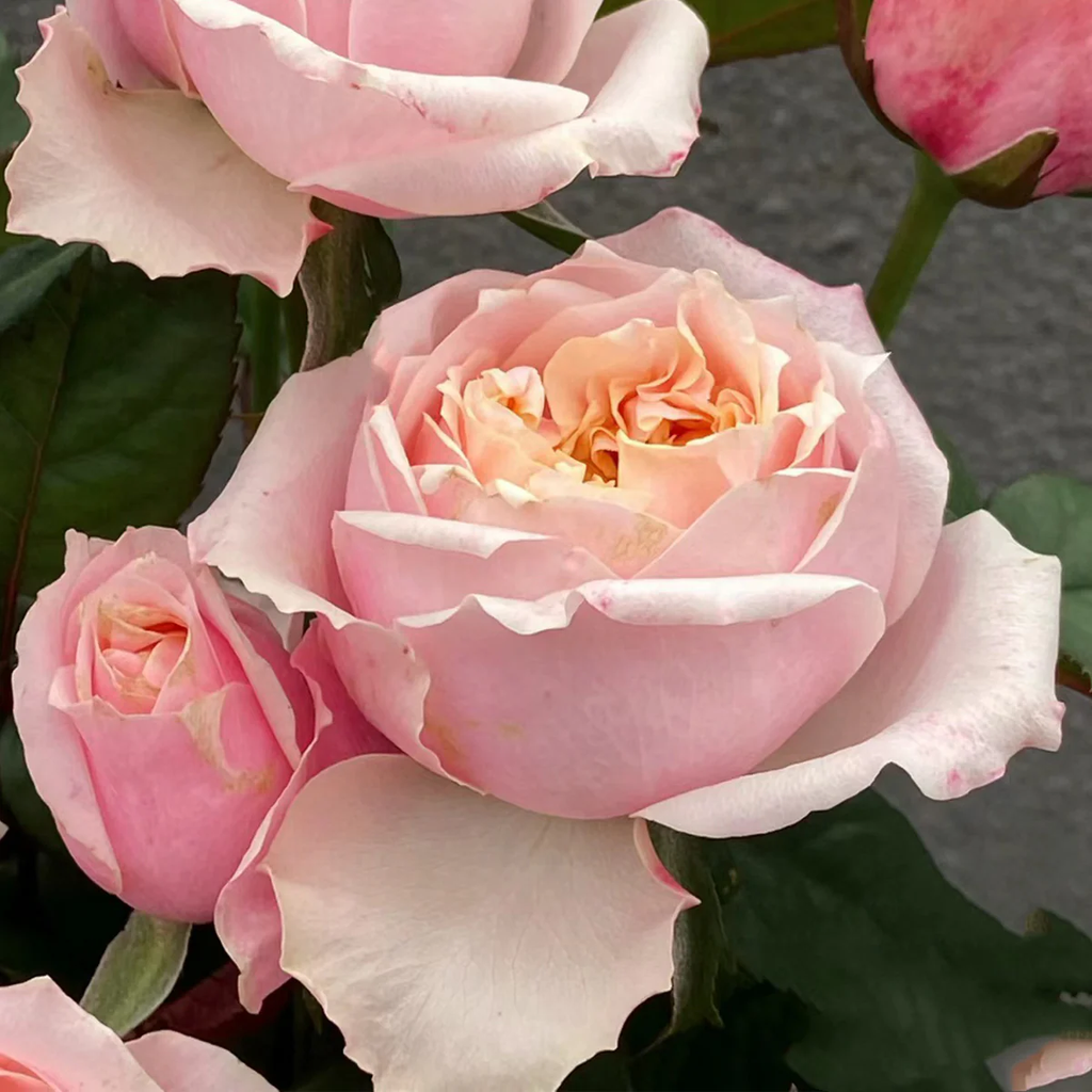 Notting Hill | Netherlands Florist Shrub Rose | Peach-pink cupped blooms | Long vase life | Own root