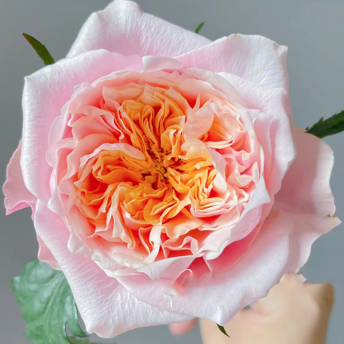 Notting Hill | Netherlands Florist Shrub Rose | Peach-pink cupped blooms | Long vase life | Own root