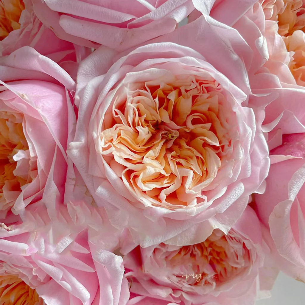Notting Hill | Netherlands Florist Shrub Rose | Peach-pink cupped blooms | Long vase life | Own root