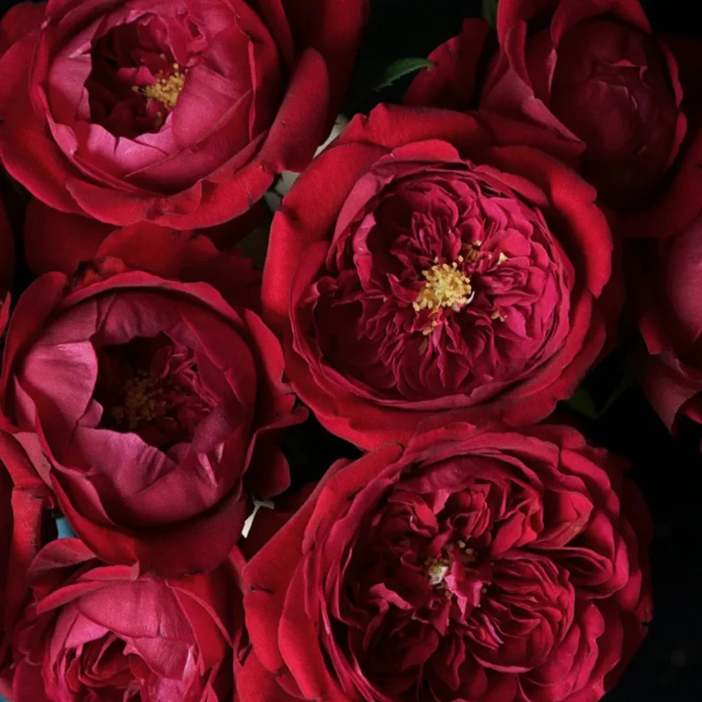 Peony Red | Florist Shrub Rose | Deep red blooms | Peony-like form | Own root