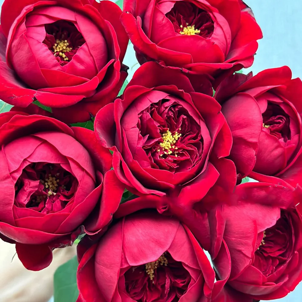 Peony Red | Florist Shrub Rose | Deep red blooms | Peony-like form | Own root