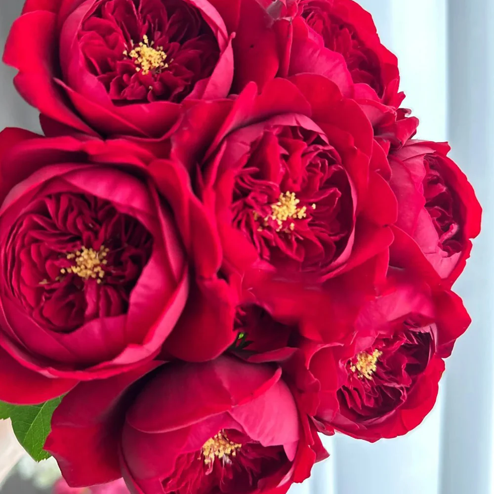 Peony Red | Florist Shrub Rose | Deep red blooms | Peony-like form | Own root