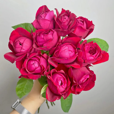 Peony Red | Florist Shrub Rose | Deep red blooms | Peony-like form | Own root