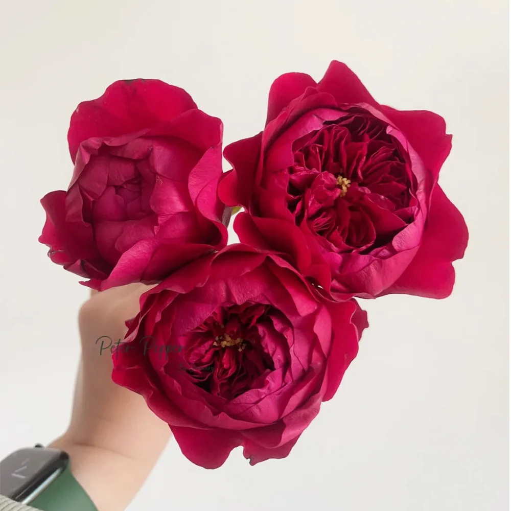 Peony Red | Florist Shrub Rose | Deep red blooms | Peony-like form | Own root