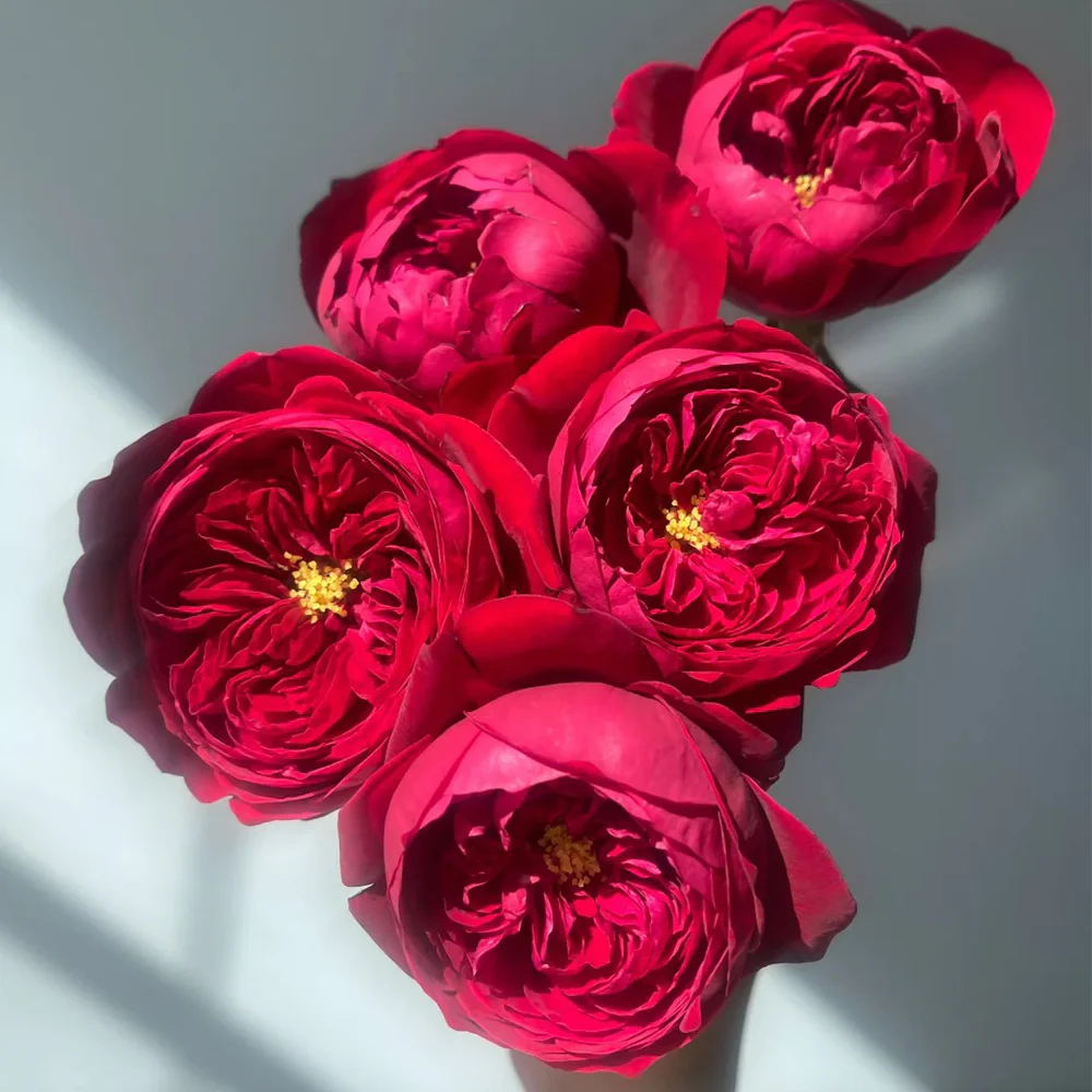 Peony Red | Florist Shrub Rose | Deep red blooms | Peony-like form | Own root