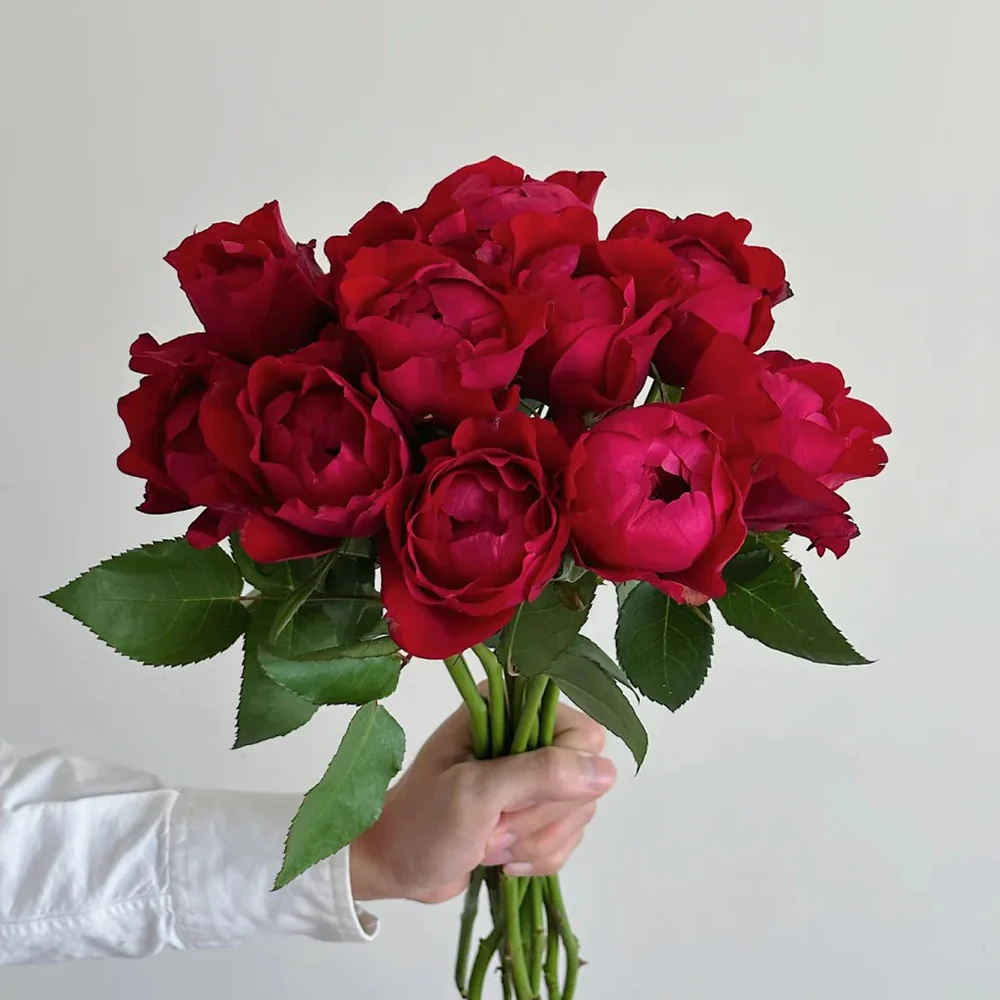 Peony Red | Florist Shrub Rose | Deep red blooms | Peony-like form | Own root