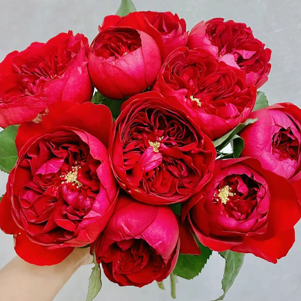 Peony Red | Florist Shrub Rose | Deep red blooms | Peony-like form | Own root