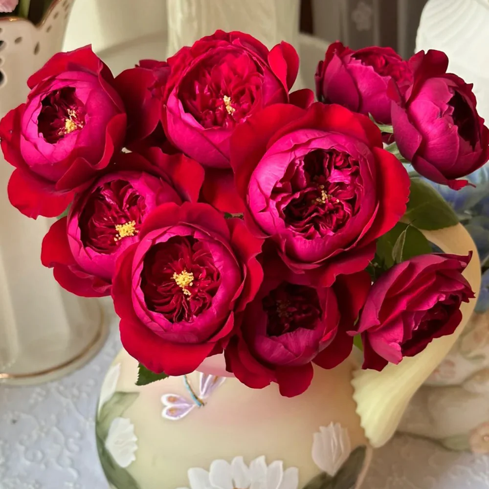 Peony Red | Florist Shrub Rose | Deep red blooms | Peony-like form | Own root