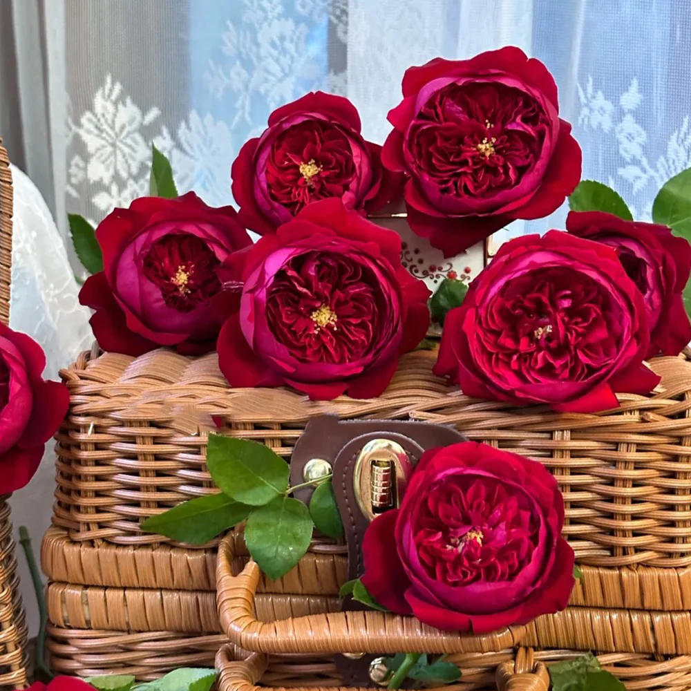 Peony Red | Florist Shrub Rose | Deep red blooms | Peony-like form | Own root