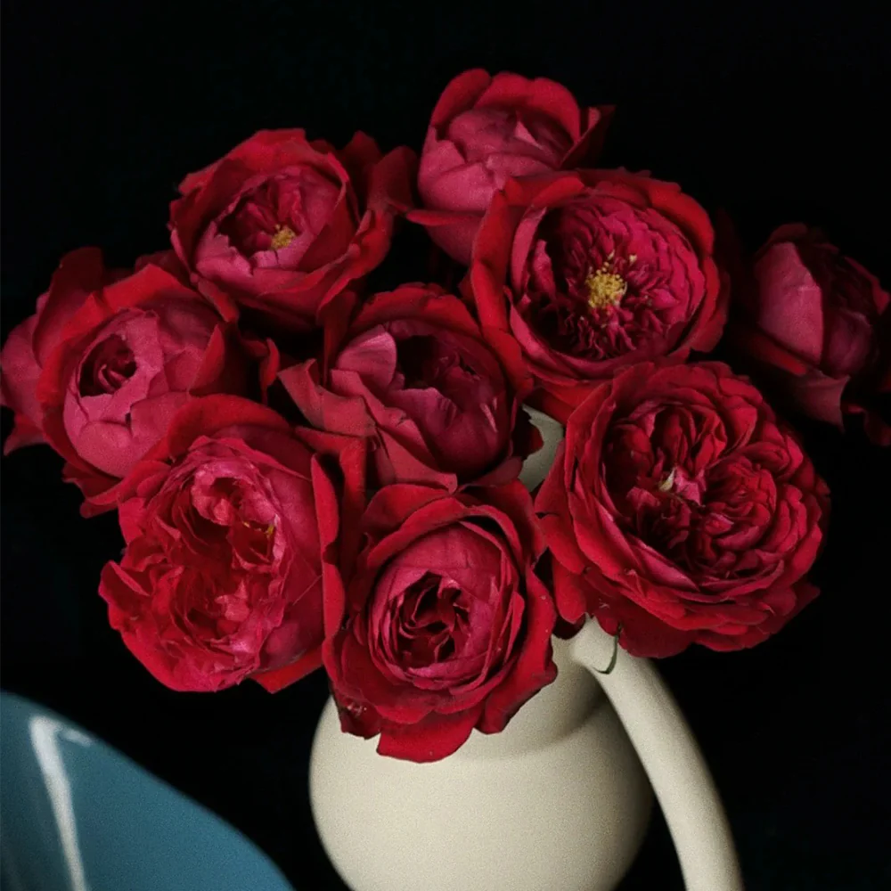 Peony Red | Florist Shrub Rose | Deep red blooms | Peony-like form | Own root